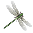 dragonfly