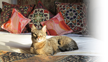 Testimonial pic for Find Yourself in Egypt